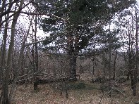 Nido_di_Aquila - 20110213 092.jpg